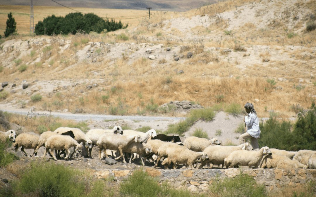 Tools of the Good Shepherd